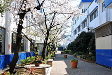 Sakura Dori